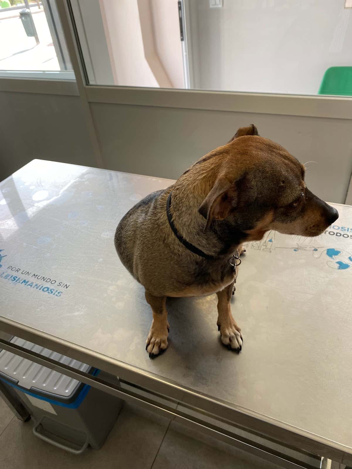 clinica veterinaria la nucia veterinario clinica en la nucia en alicante principalImage ADOPTA Sitios Pet Friendly