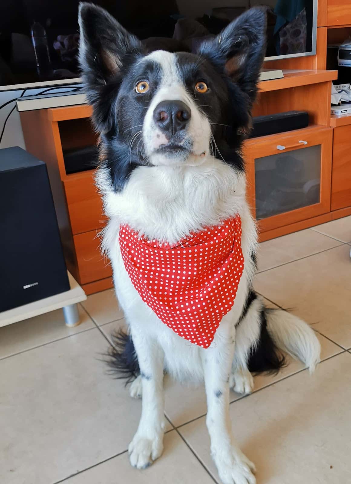 Clínica Veterinaria Polop