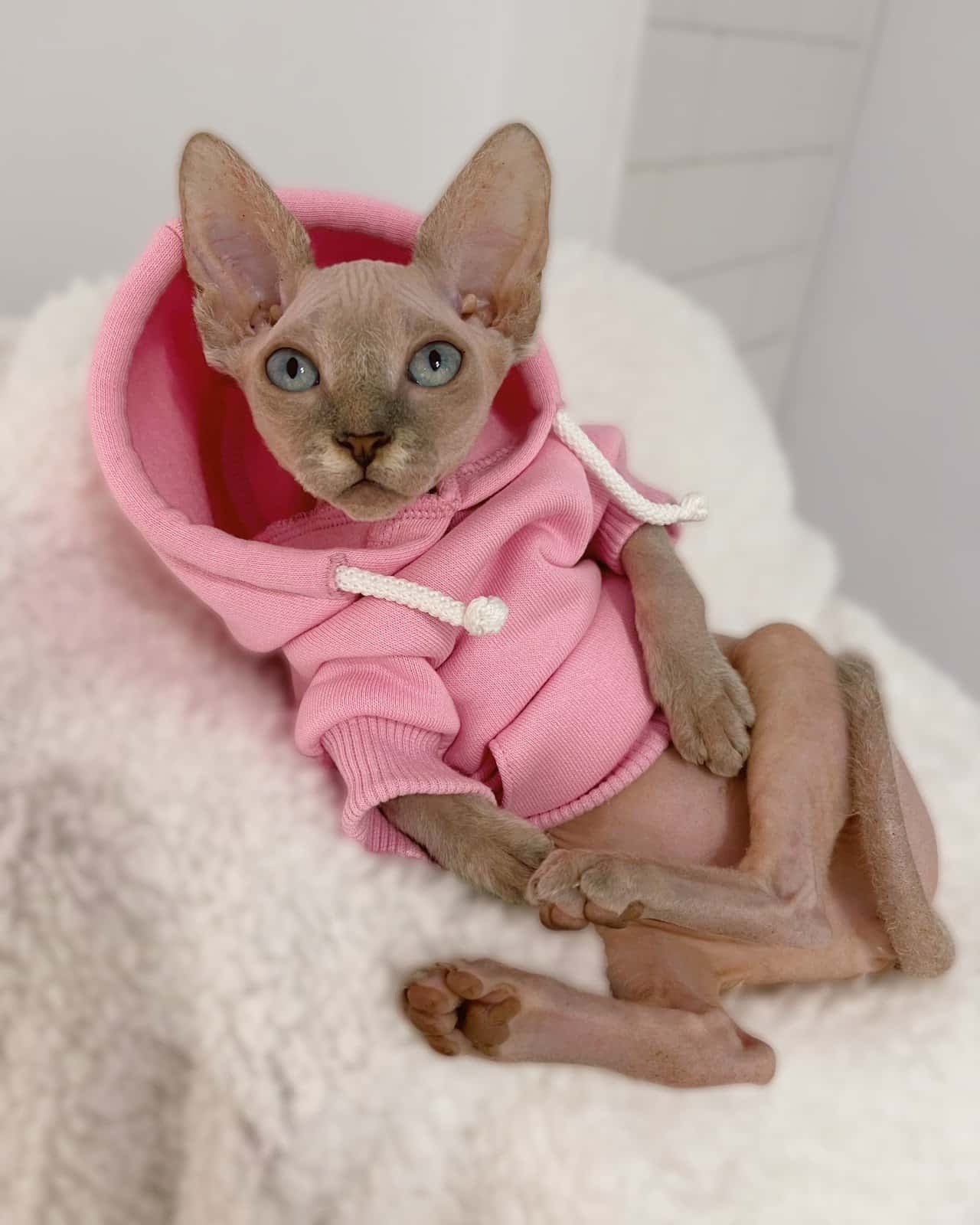 Clínica Veterinaria La Asunción