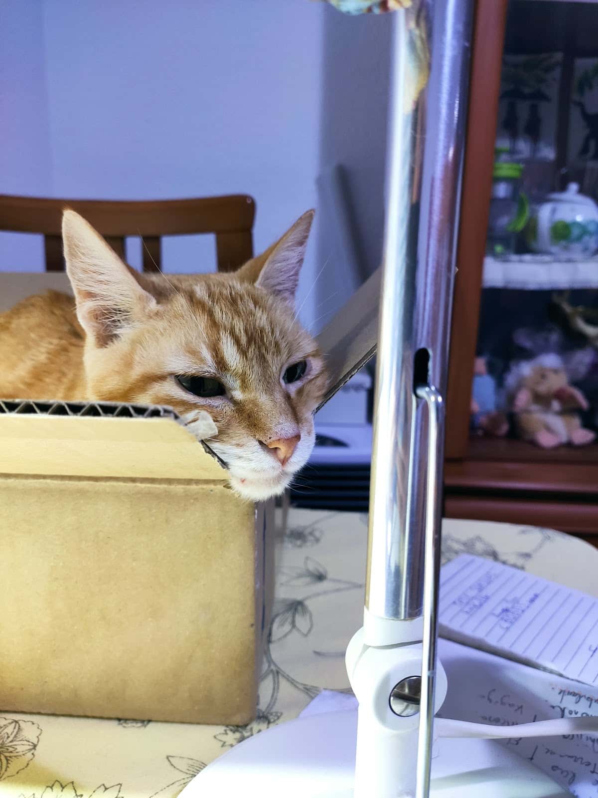 Clínica Veterinaria Gat i Gos Elche
