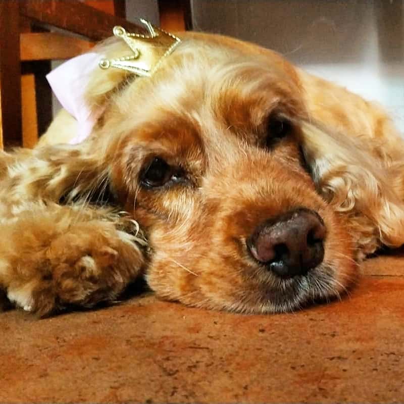 Clínica Veterinaria Gat i Gos Elche