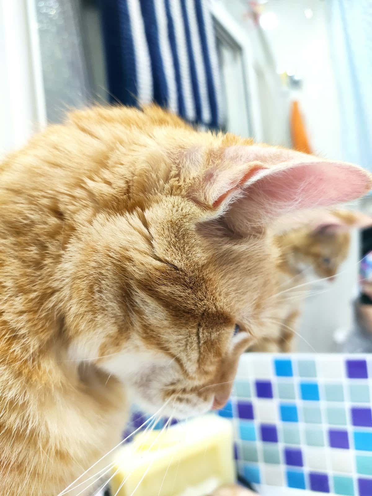 Clínica Veterinaria Gat i Gos Elche