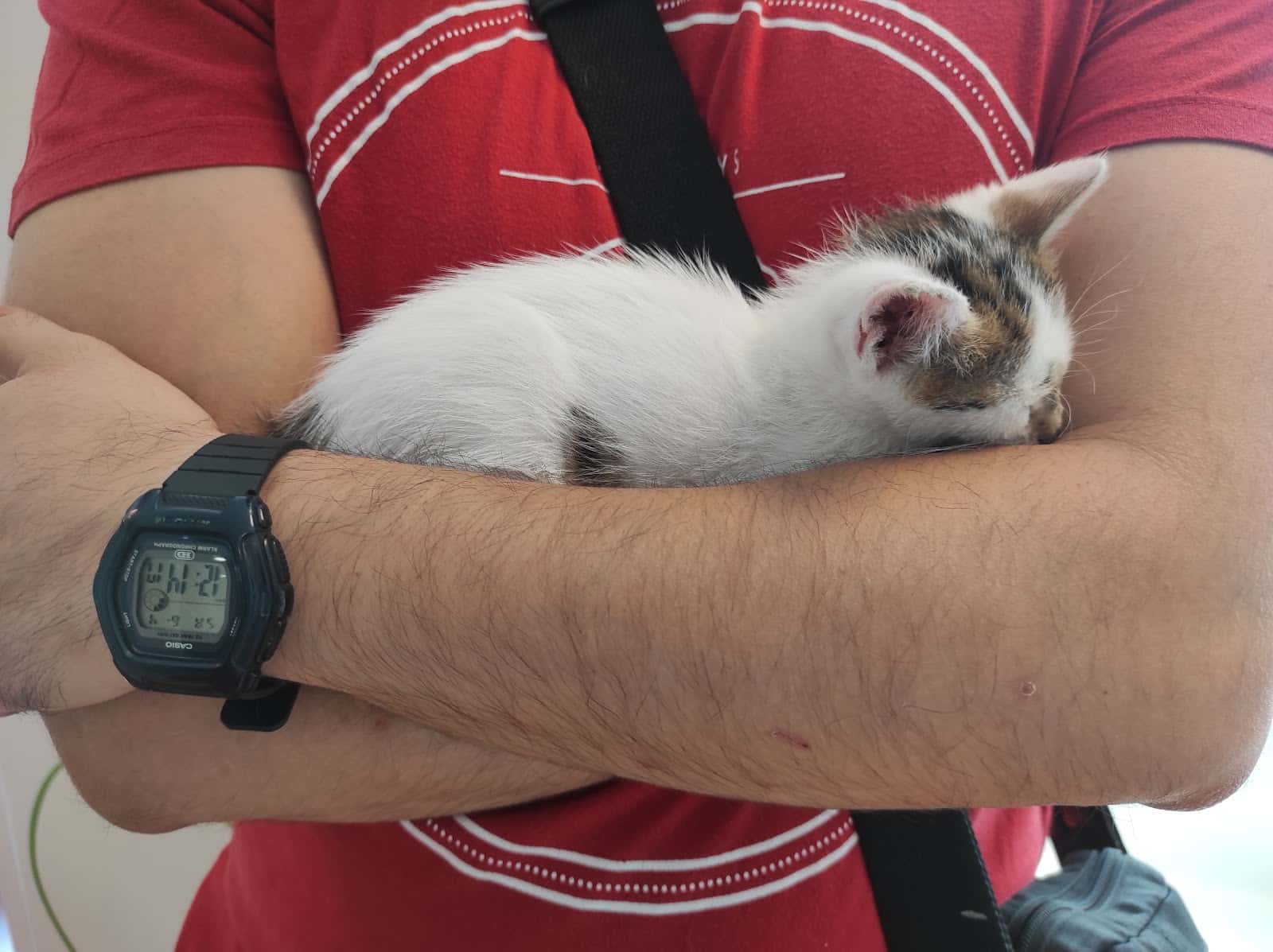 Clínica Veterinaria Gat i Gos Elche