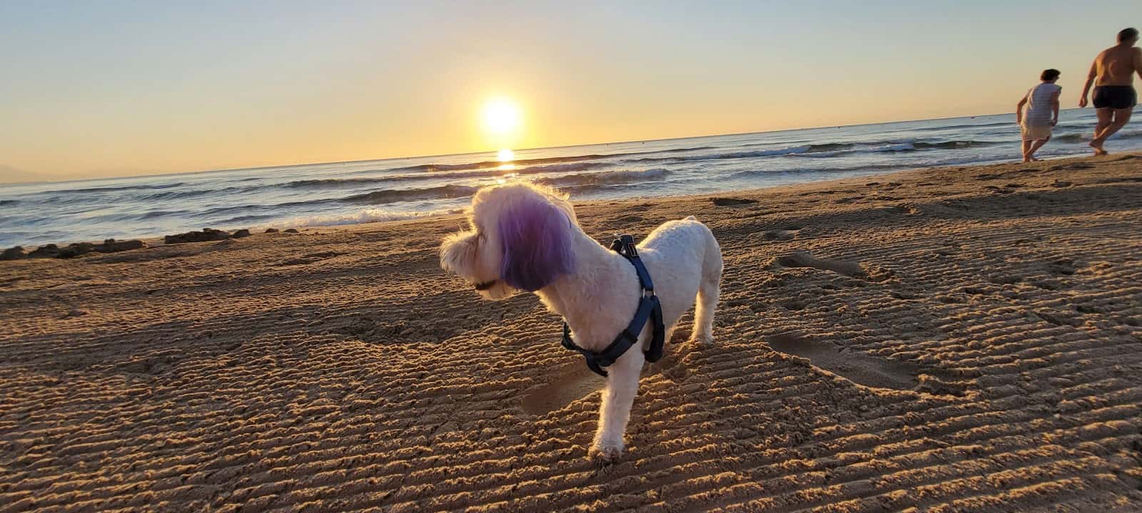 Clinica Veterinaria San Roque ELX