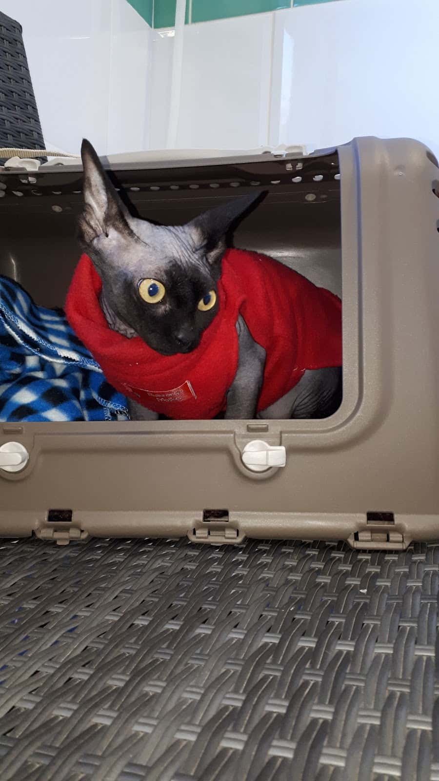 Clinica Veterinaria San Roque ELX