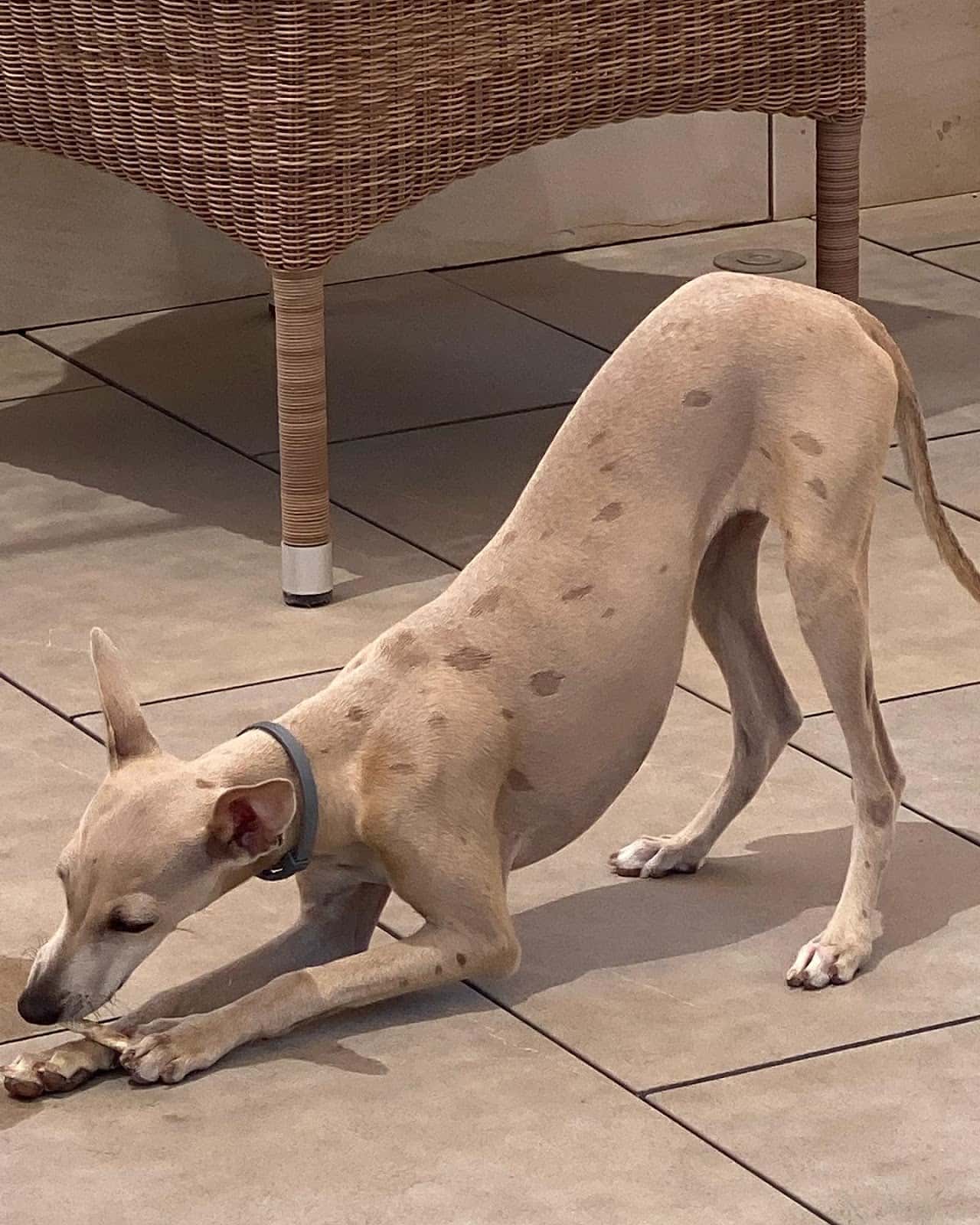 Clinica Veterinaria San Roque ELX