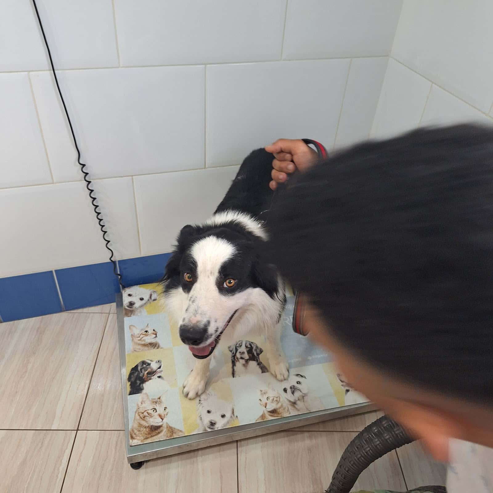 Clinica Veterinaria San Roque ELX