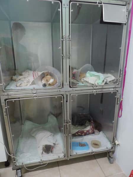 Vistavet Veterinarios 24h