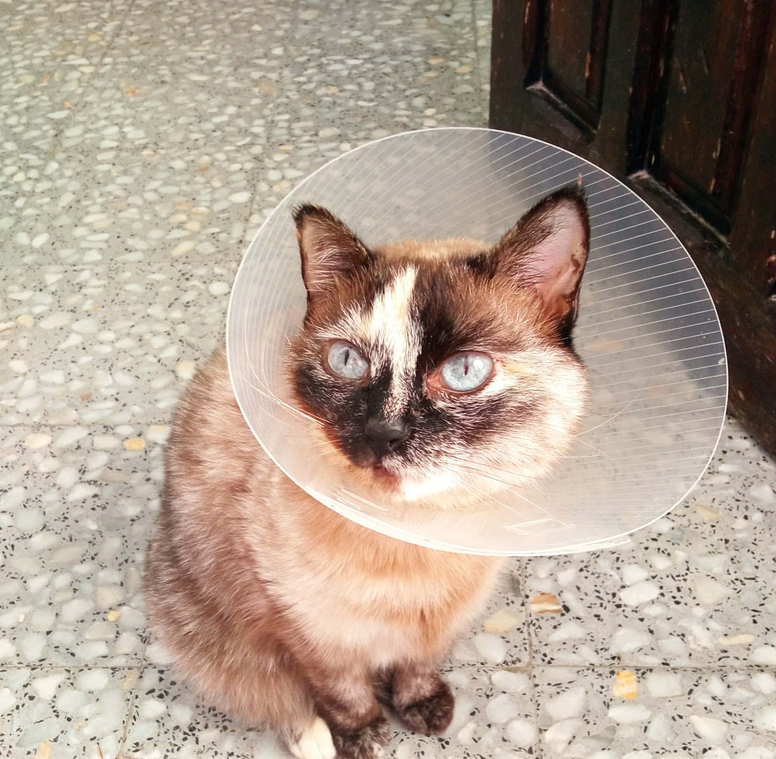 Clinica Veterinaria La Cala