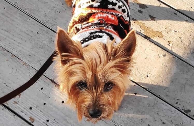 Clínica Veterinaria Casagrande