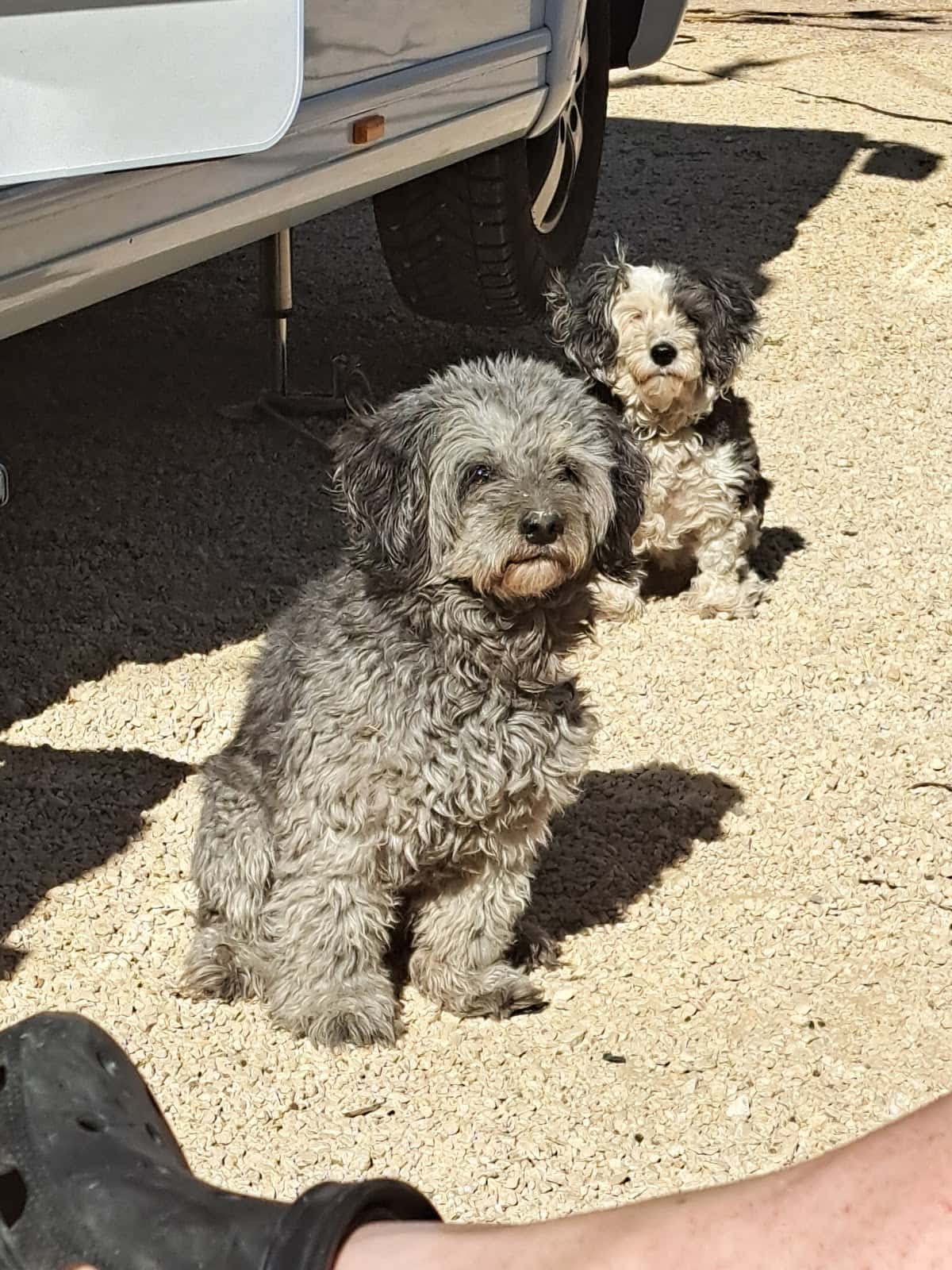 Clínica Veterinaria Casagrande
