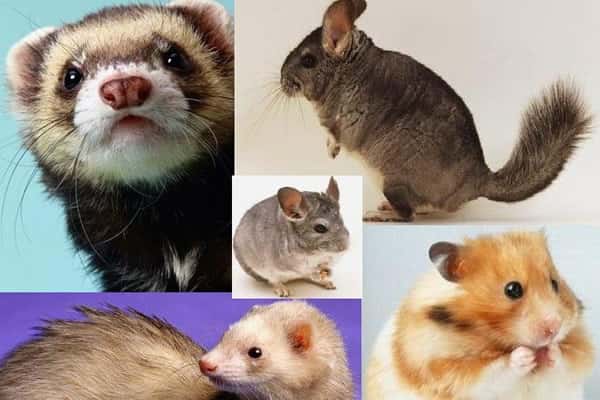 CLINICA VETERINARIA CANISAN