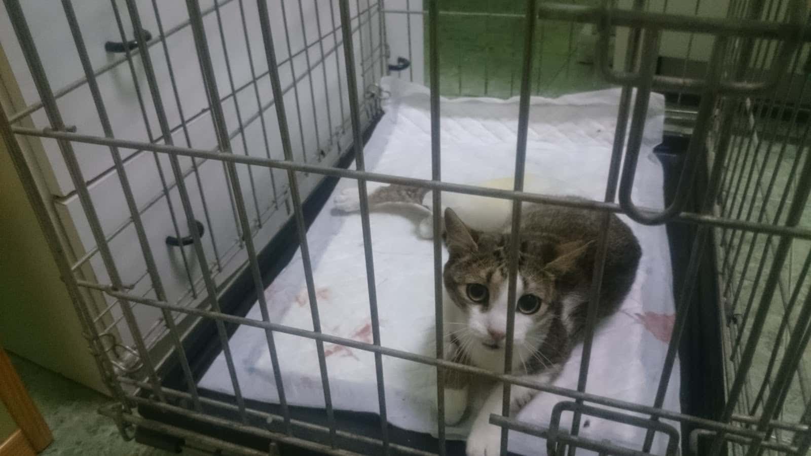 CLINICA VETERINARIA CANISAN