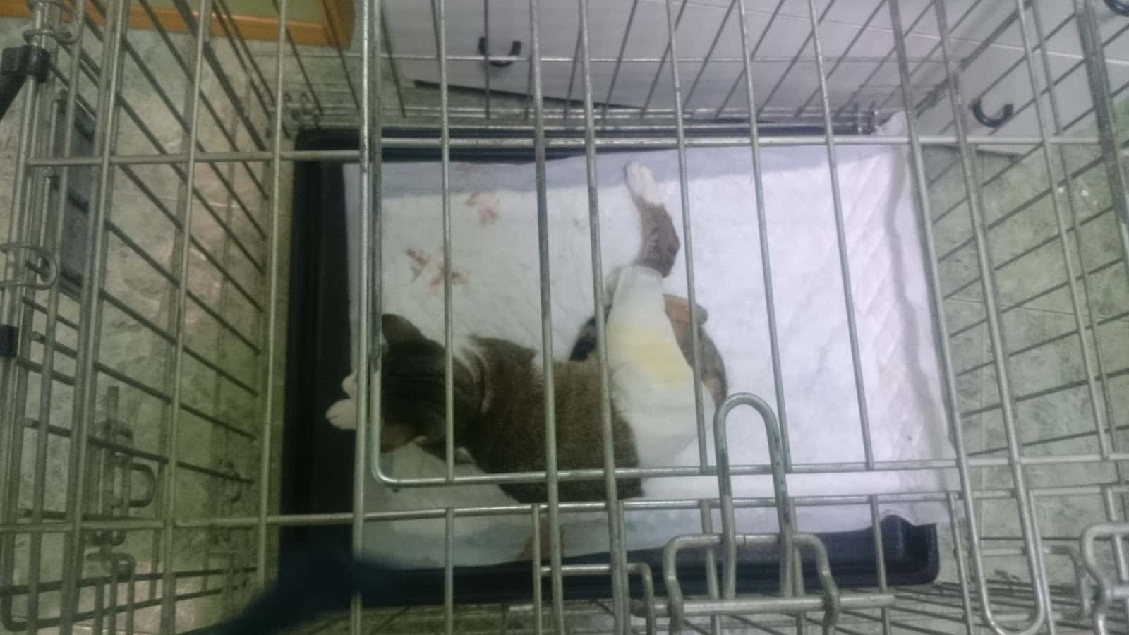 CLINICA VETERINARIA CANISAN