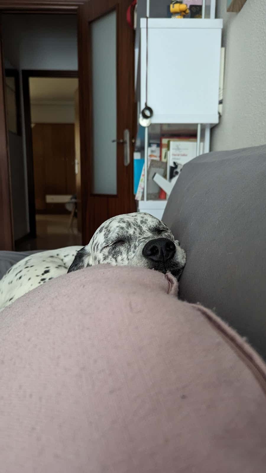 CLINICA VETERINARIA SALUD ANIMAL REQUENA