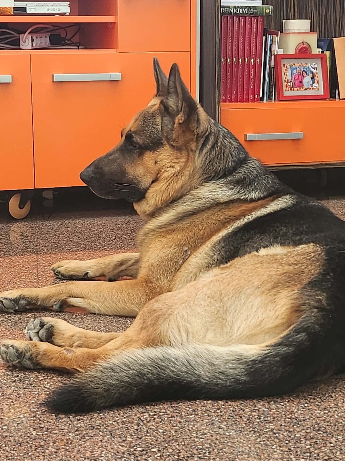 Centro Veterinario Guivet