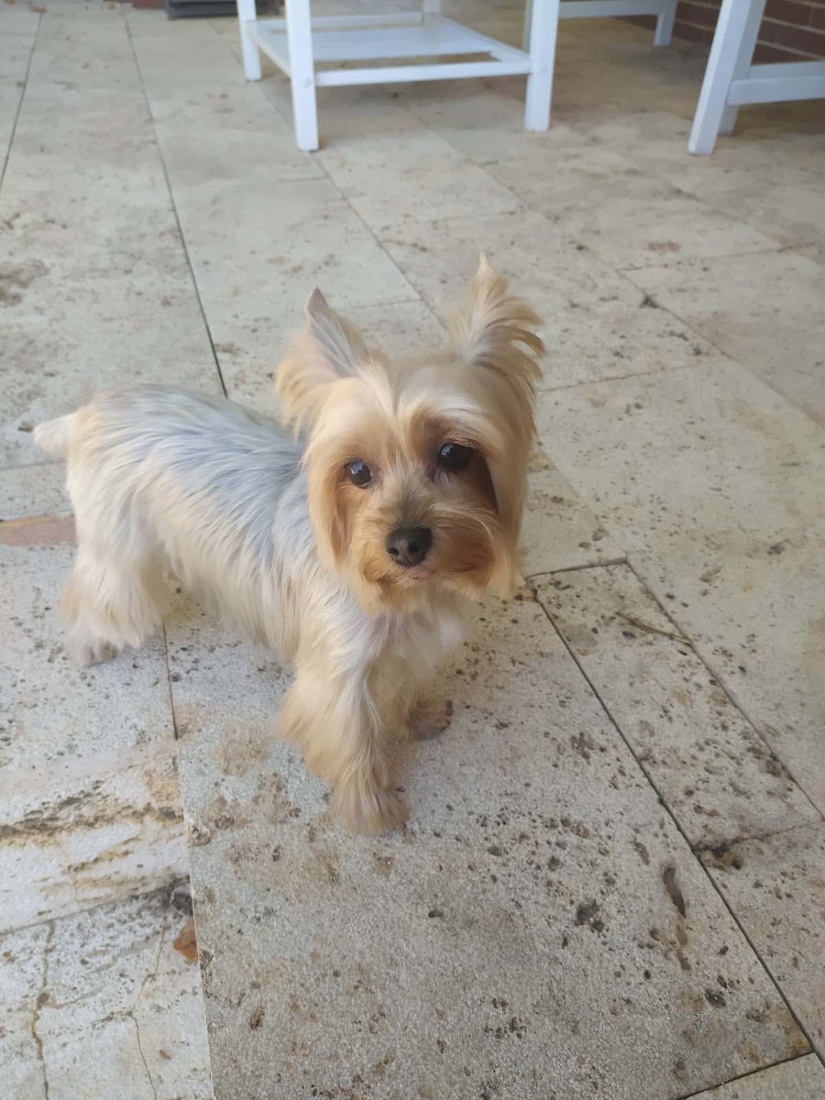 Clínica Veterinaria Jayda