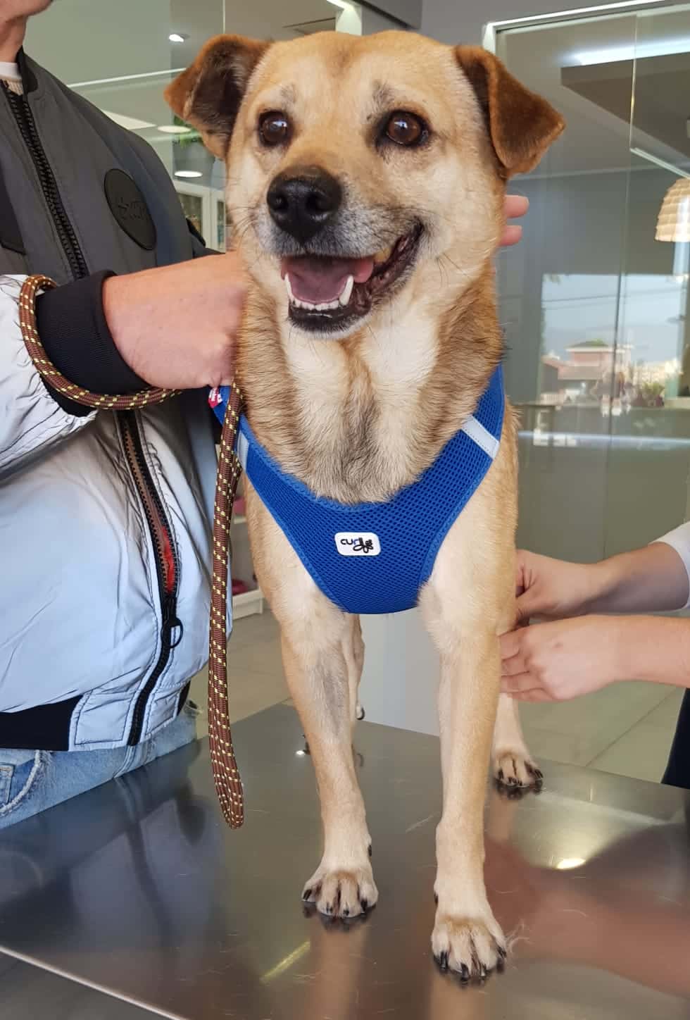 Hospital Veterinario DRL Torrevieja