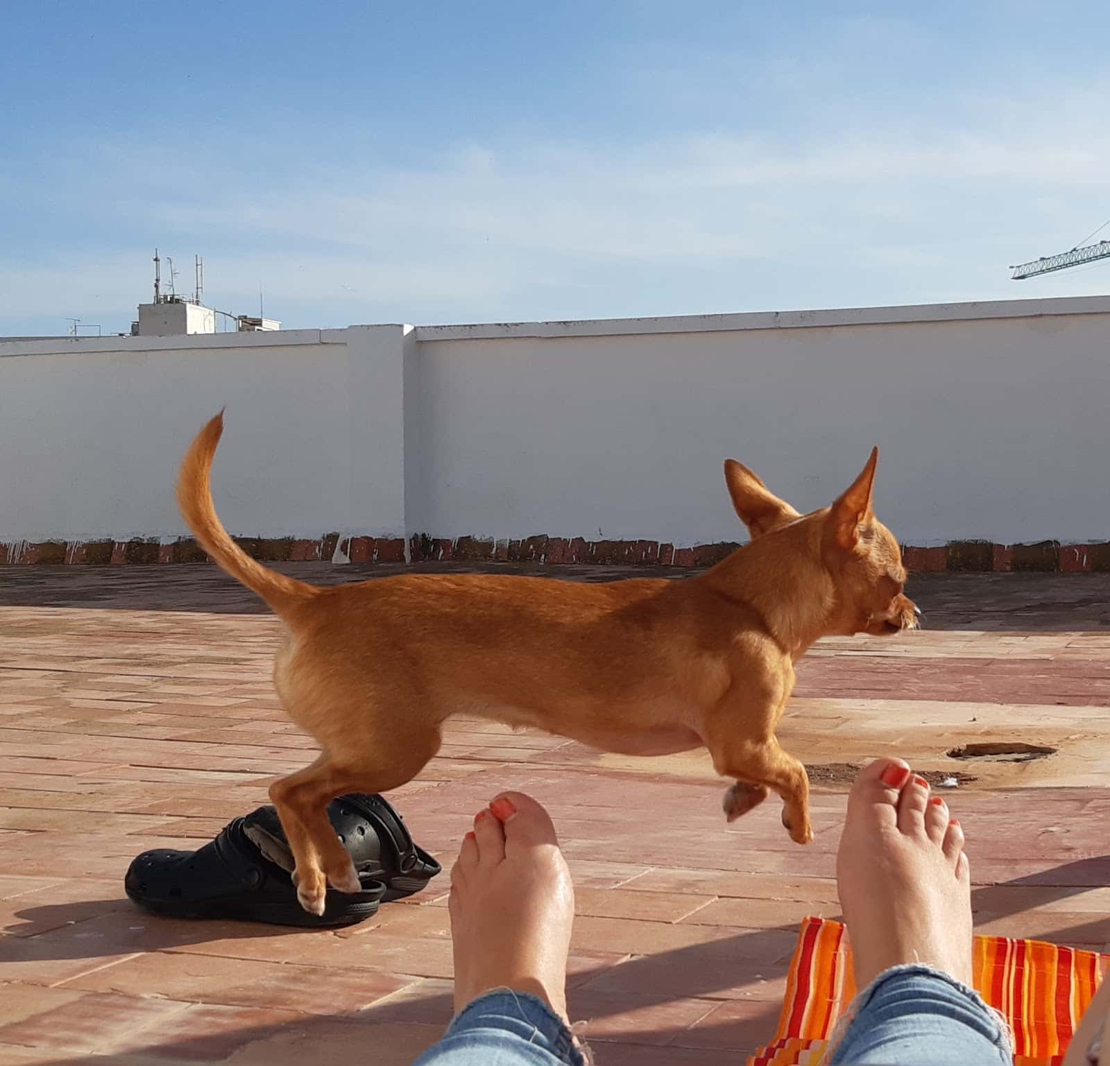 CLÍNICA VETERINARIA CCV AMORÓS, Santa Pola