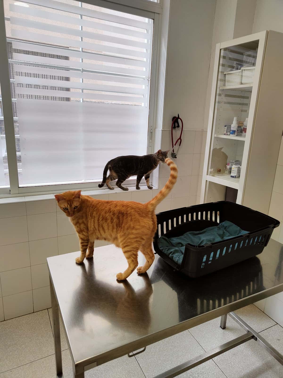 CLÍNICA VETERINARIA CCV AMORÓS, Santa Pola