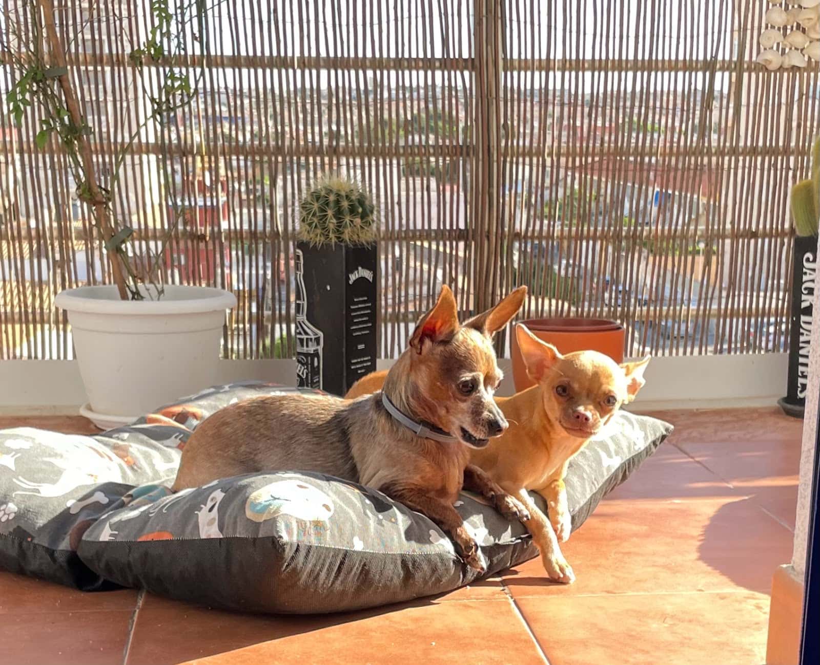 Eurocentro Clínica Veterinaria