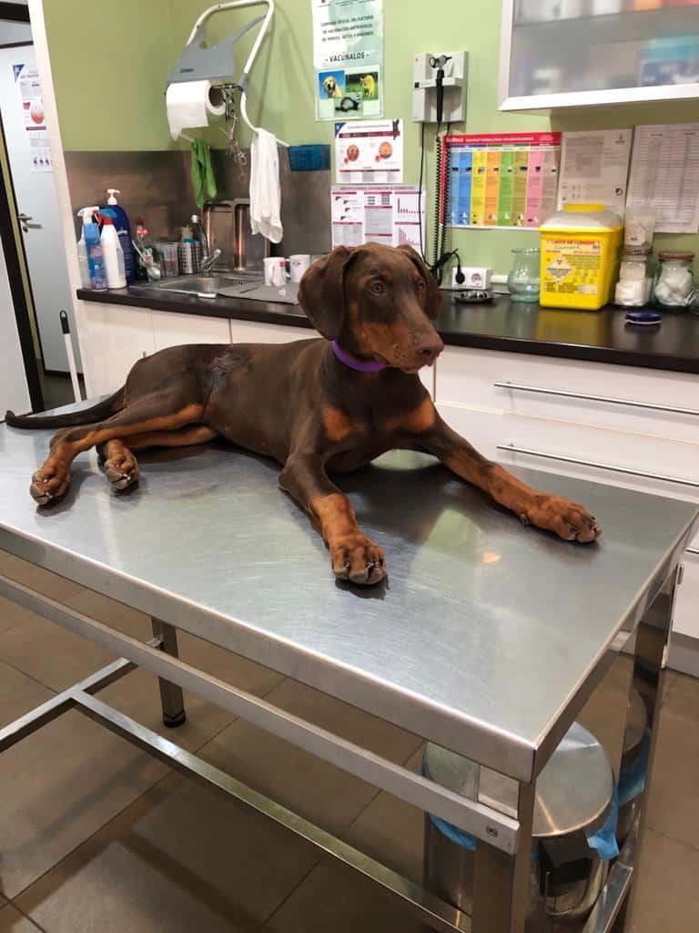 clinica veterinaria delizana veterinario clinica en san pedro del pinatar en murcia principalImage ADOPTA Sitios Pet Friendly
