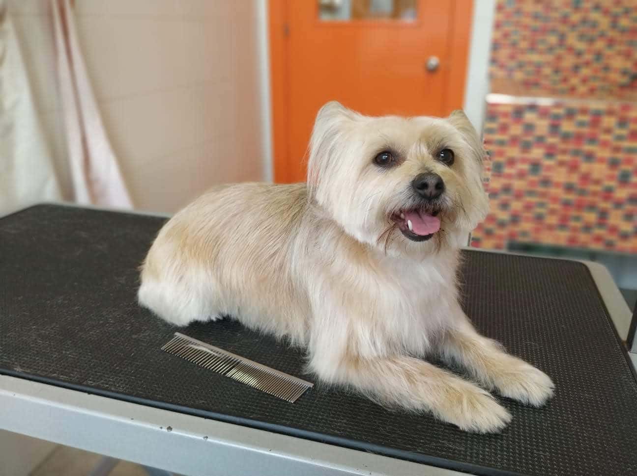 African Clínica Veterinaria