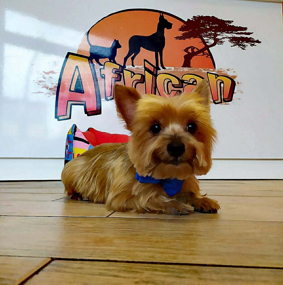 African Clínica Veterinaria