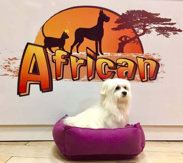 African Clínica Veterinaria
