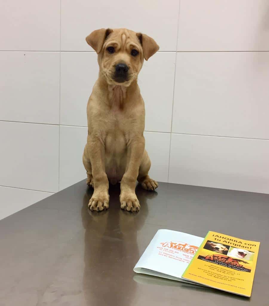 African Clínica Veterinaria