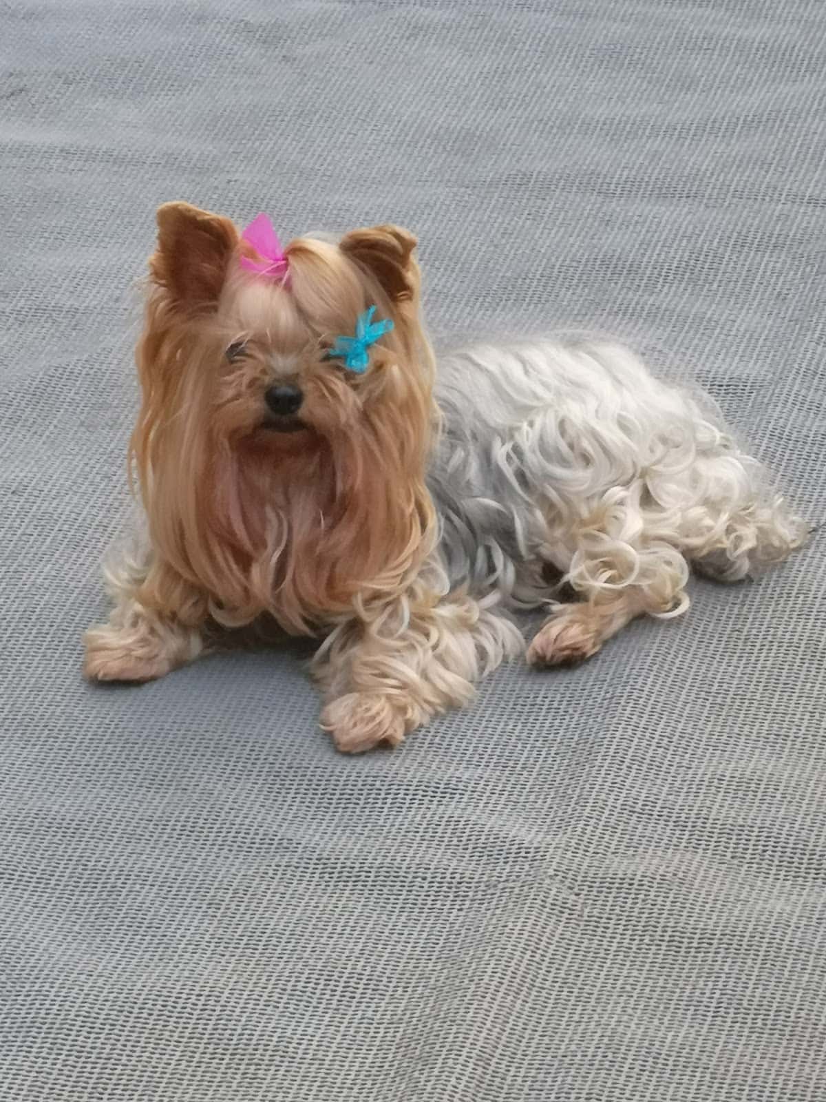 Clínica Veterinaria El Pilar