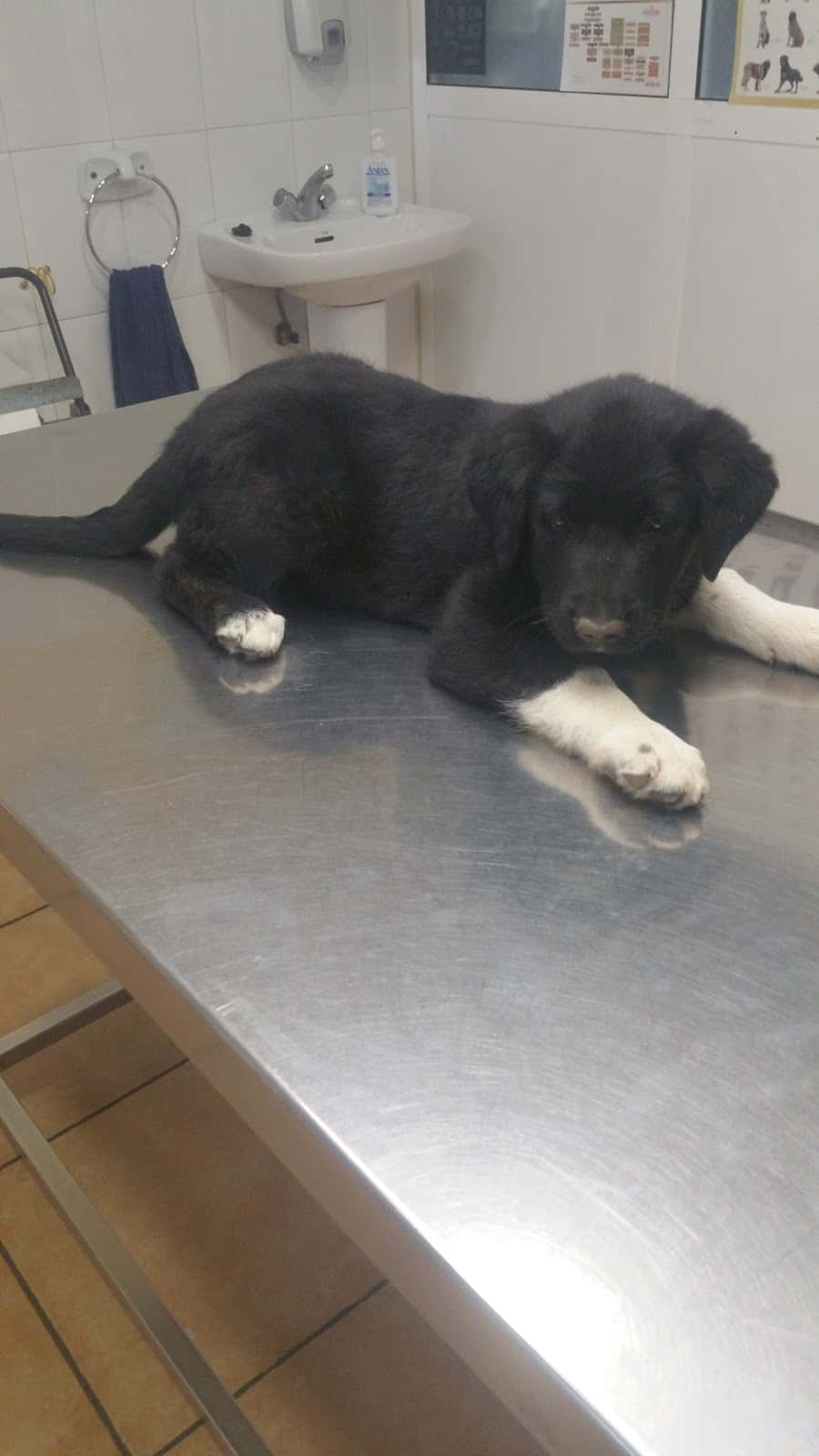 Clínica Veterinaria El Pilar