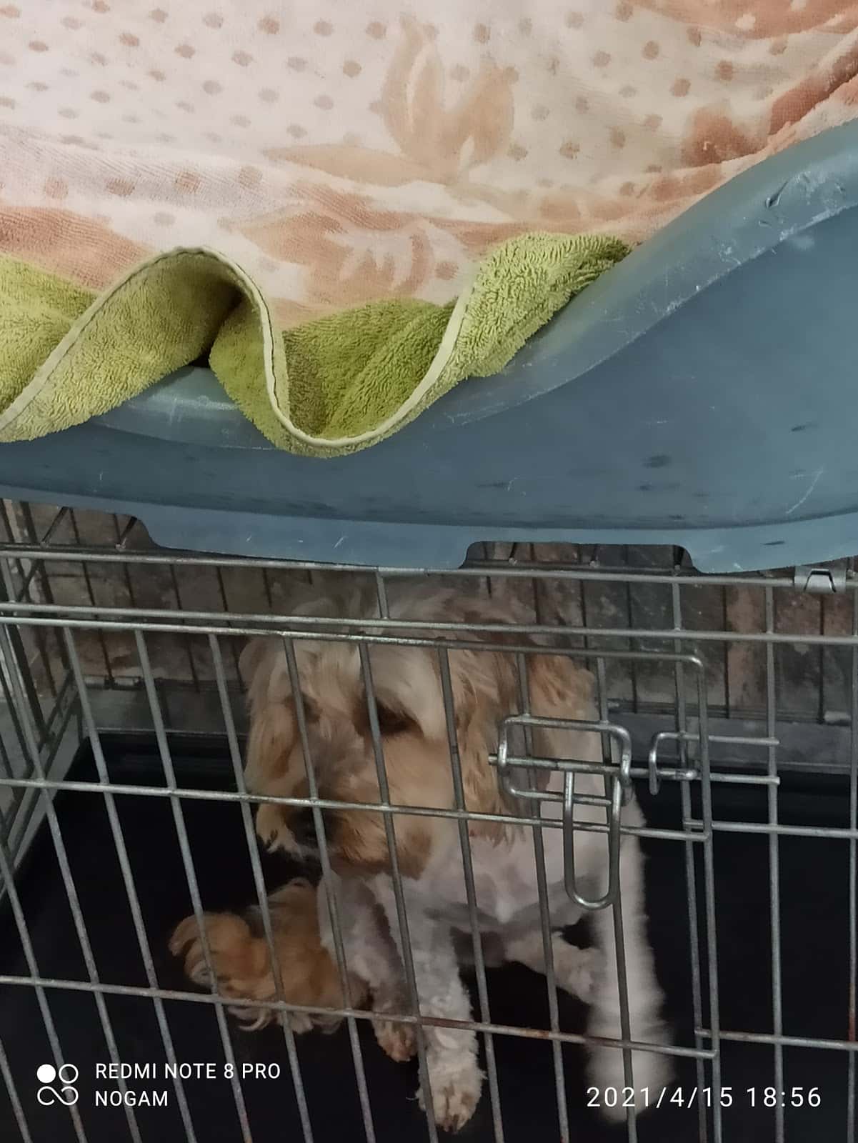 Clínica Veterinaria Pelo Picó Pata