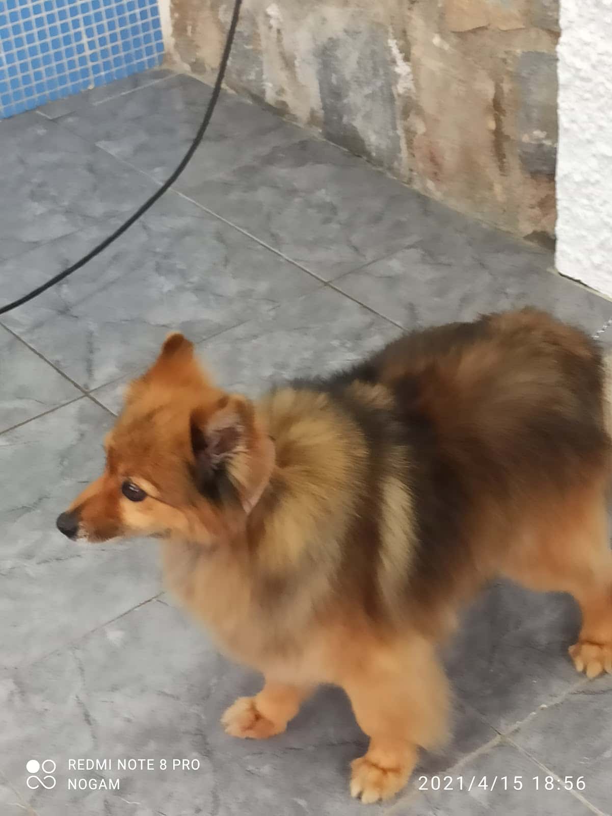 Clínica Veterinaria Pelo Picó Pata