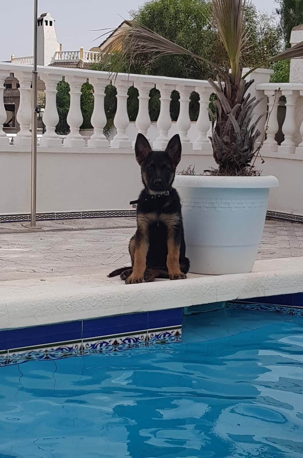 clinica veterinaria pelo pico pata veterinario clinica en pinar de campoverde en alicante principalImage ADOPTA Sitios Pet Friendly