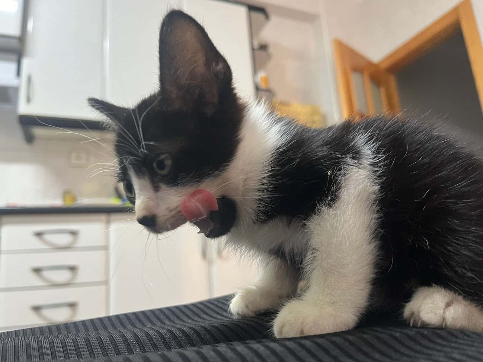 Clínica Veterinaria del Sureste