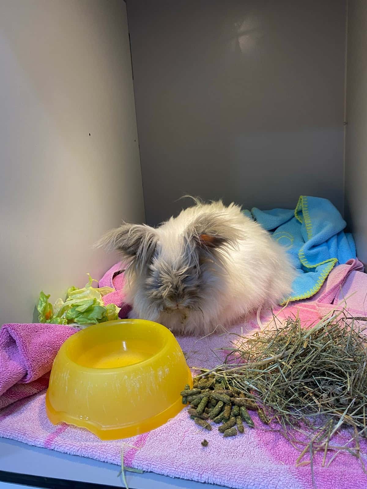 Clínica Veterinaria Fauno