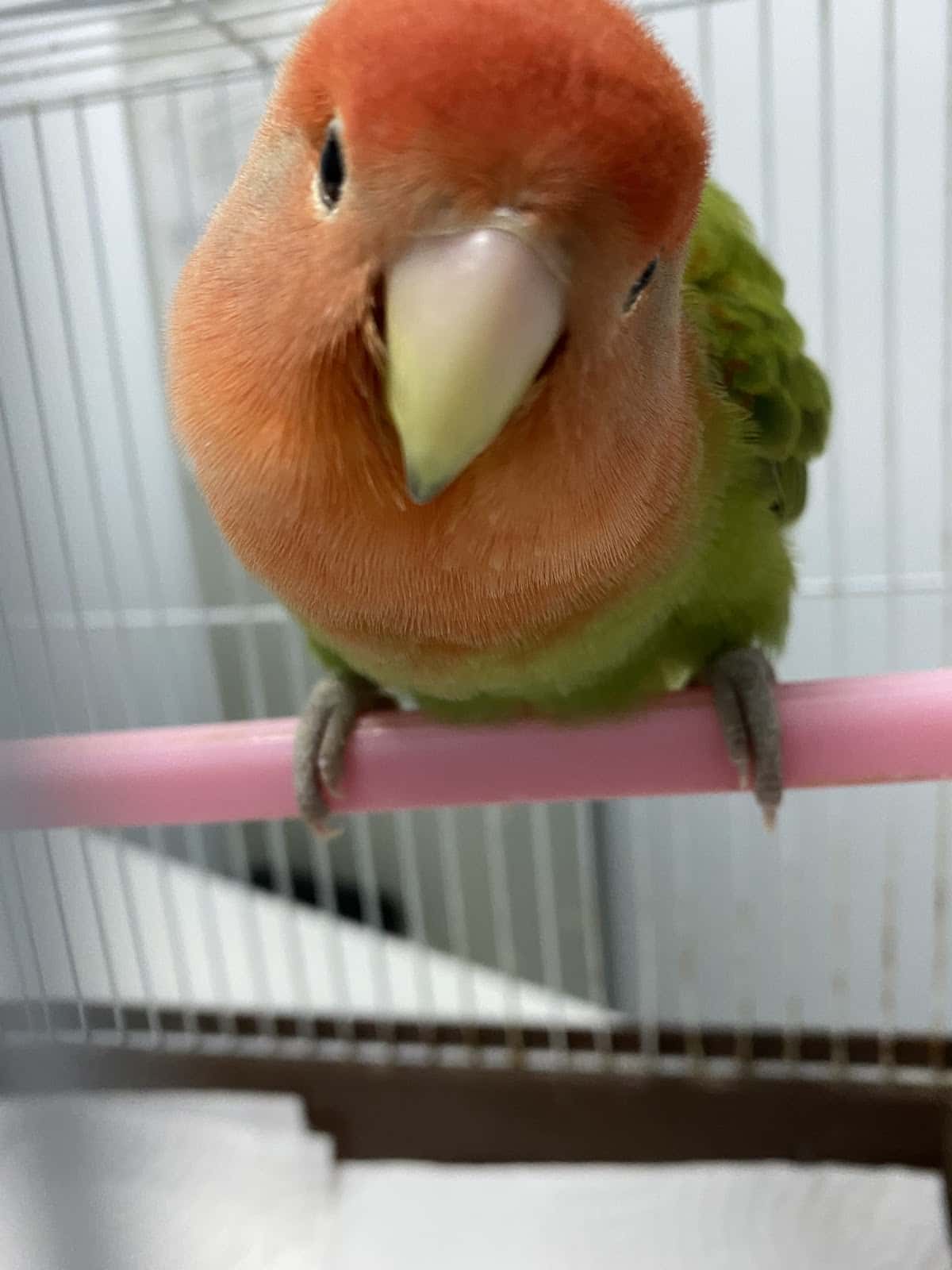 Clínica Veterinaria Fauno