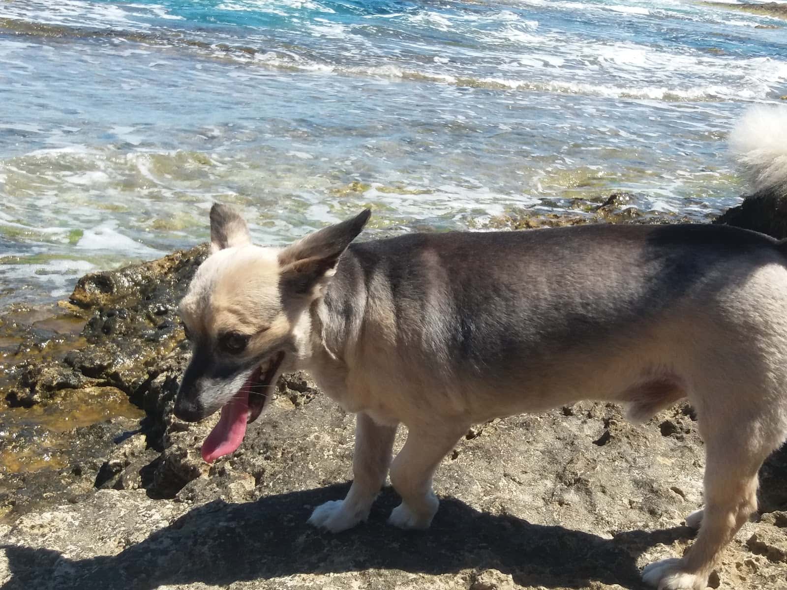 Clínica Veterinaria Alquerías
