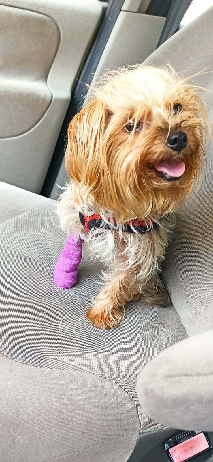 Clínica Veterinaria Alquerías