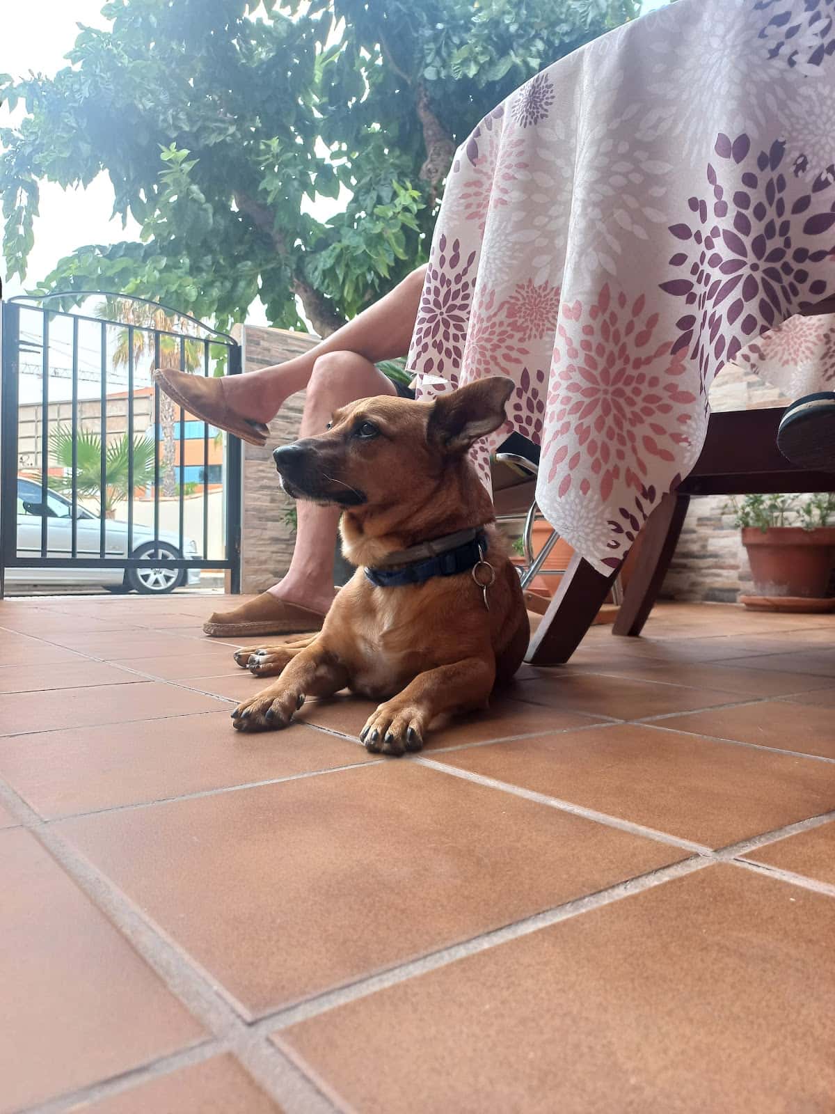 Clínica Veterinaria La Granja