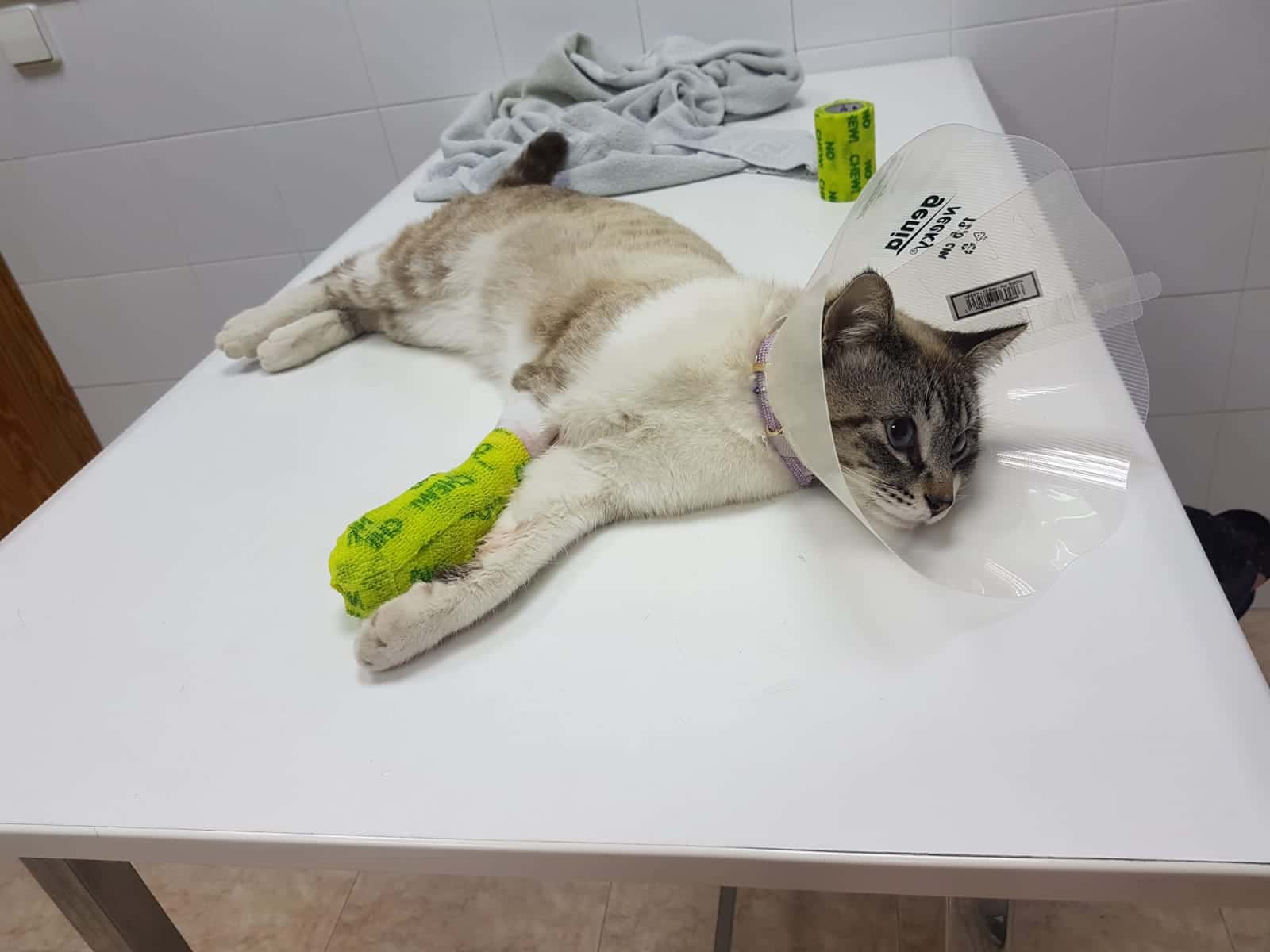 Centro Veterinario Baena