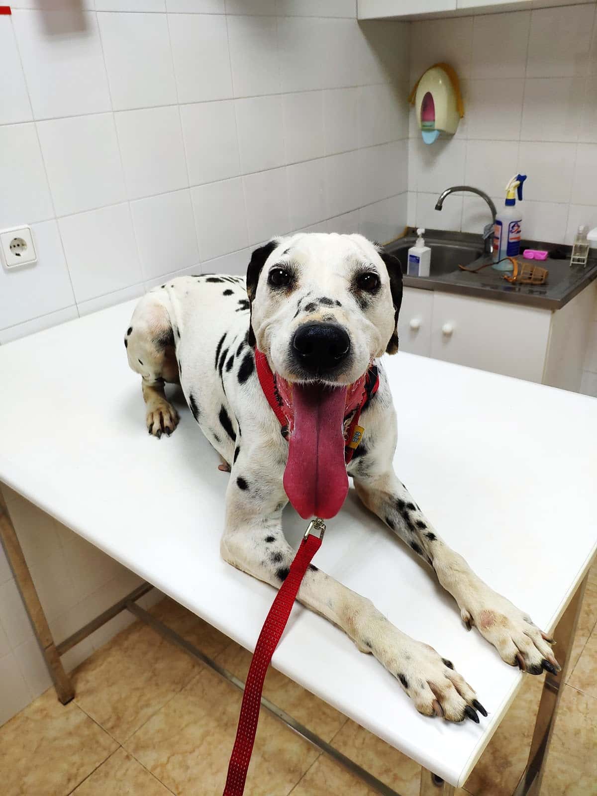 Centro Veterinario Baena