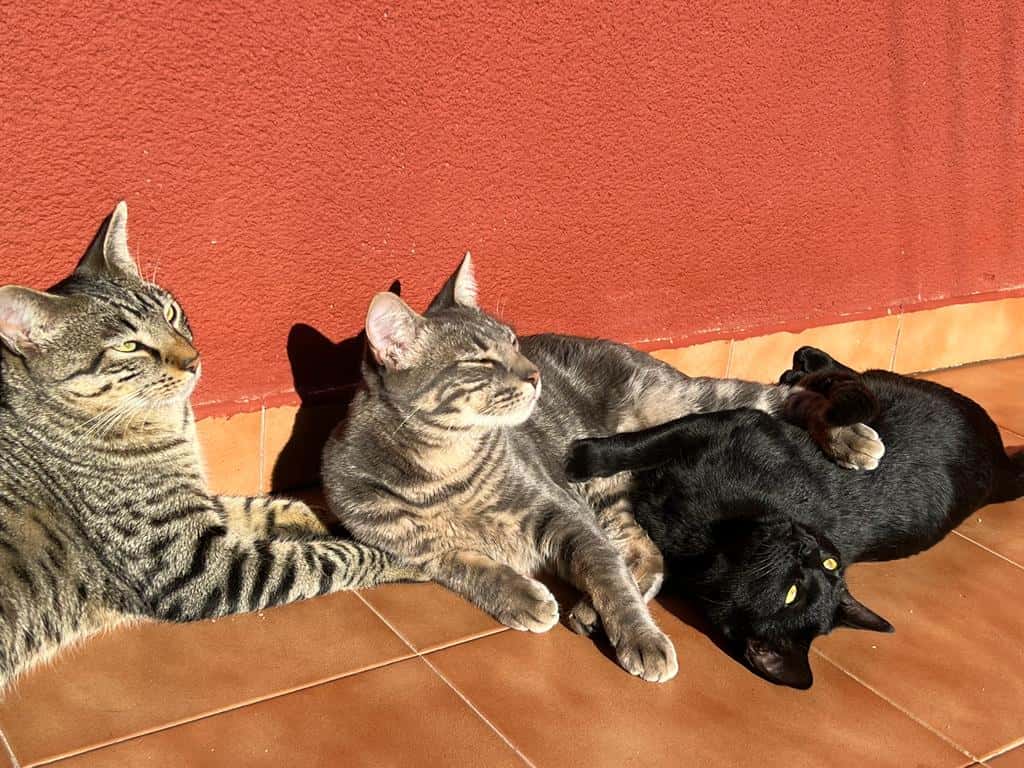 CLINICA VETERINARIA NATURA-SAN JAVIER