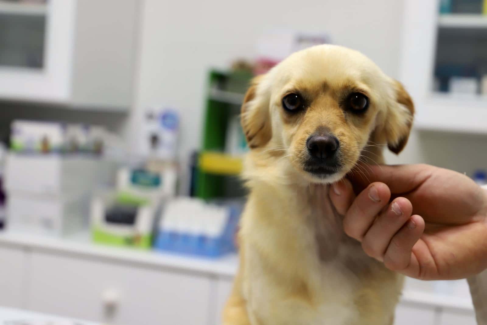 Centro Veterinario Rico
