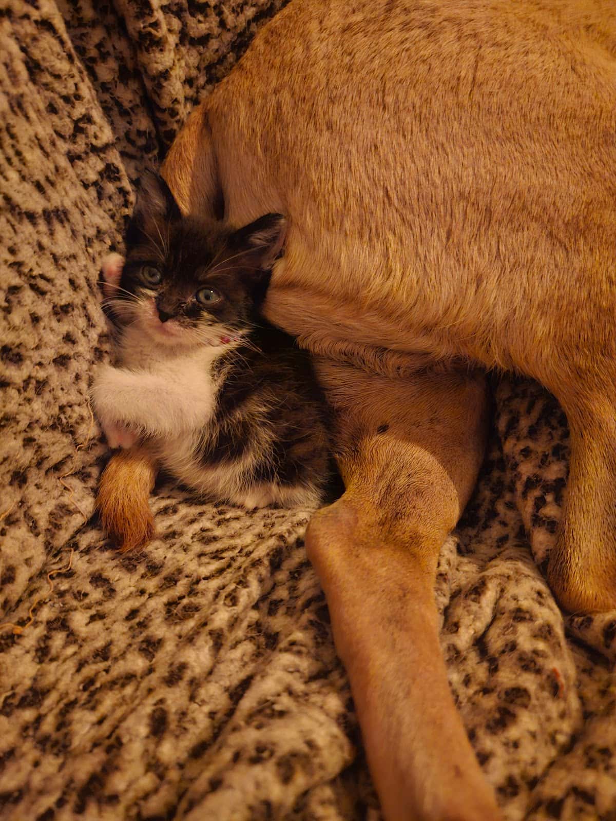 Clinica Veterinaria San Antón Playa Flamenca