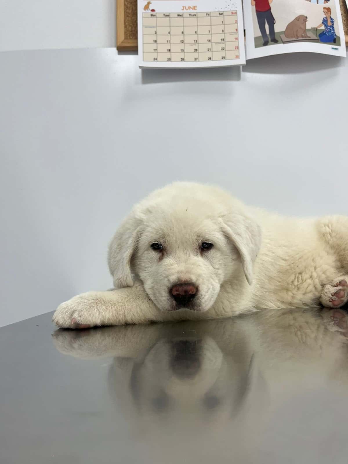 CENTRO VETERINARIO ABC