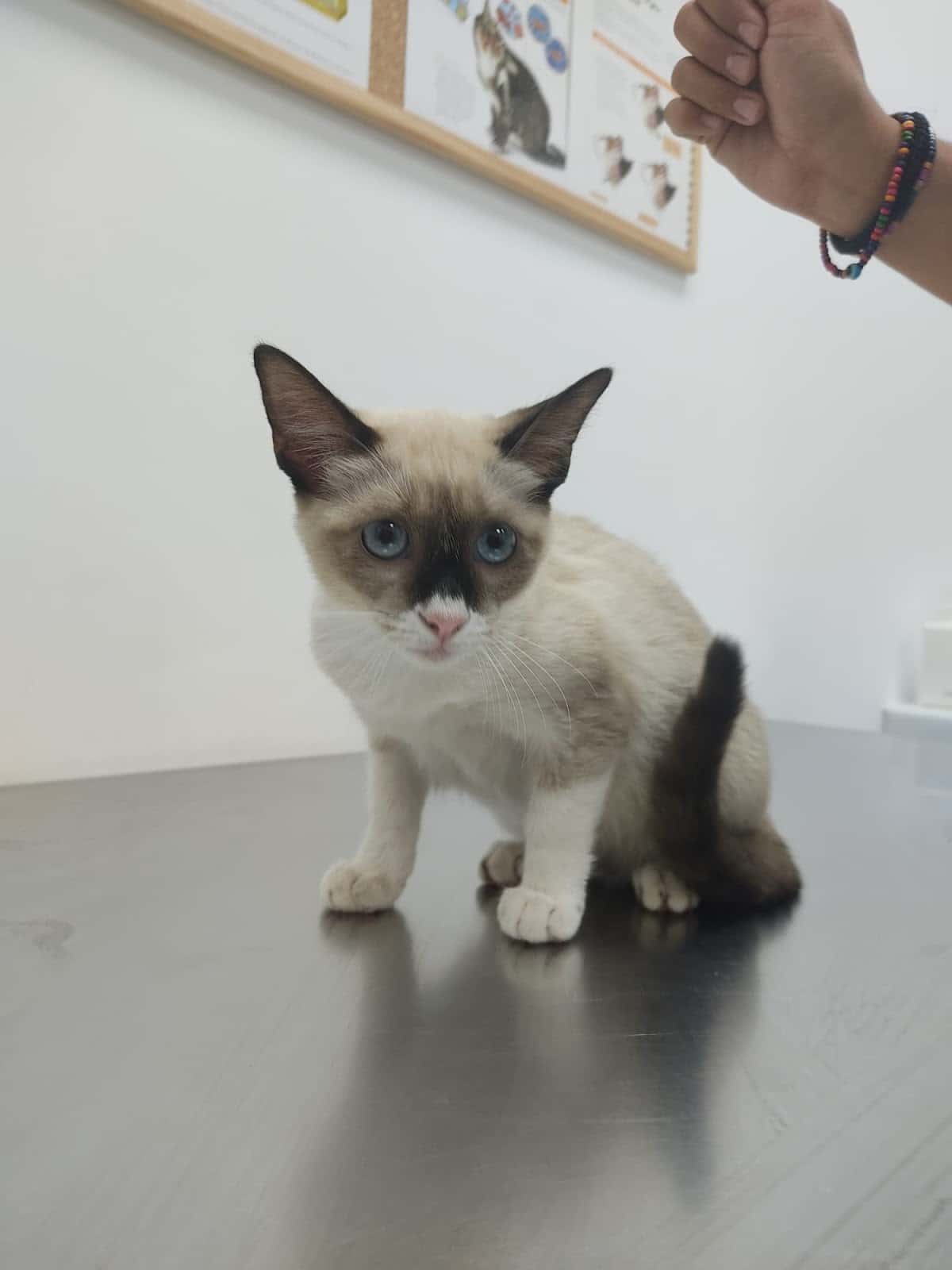 CENTRO VETERINARIO ABC