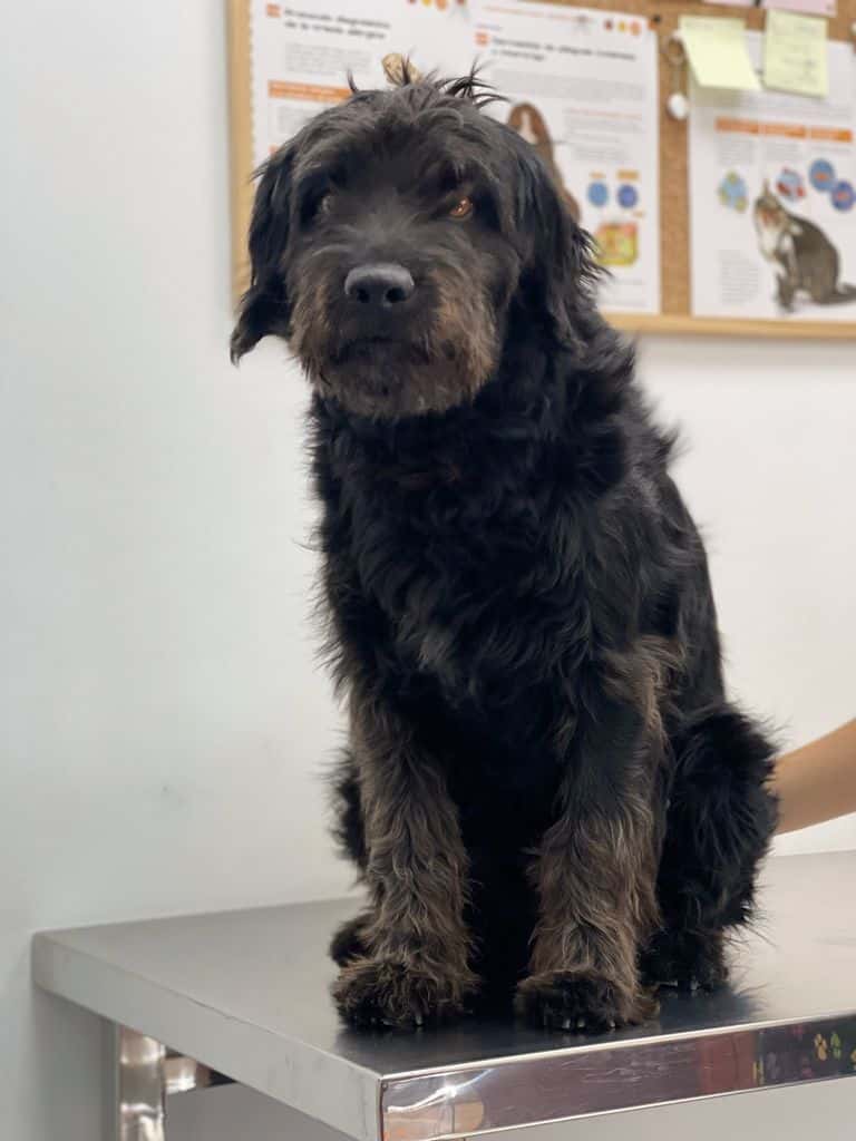 CENTRO VETERINARIO ABC