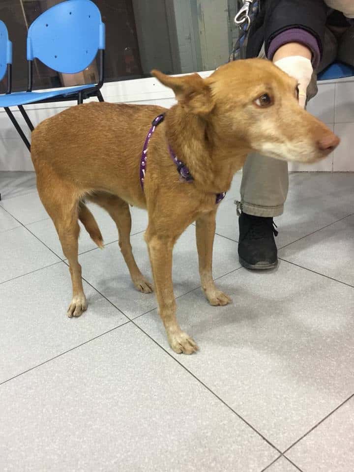 clinica veterinaria francisco lopez navarro veterinario clinica en berja en almeria principalImage ADOPTA Sitios Pet Friendly